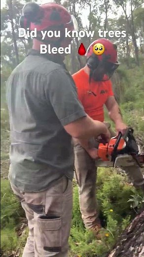 Bleeding tree 🩸🥺