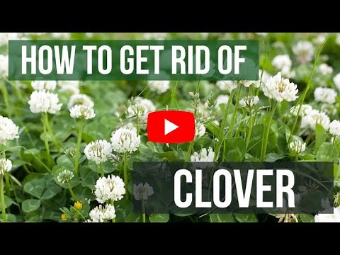 How to Get Rid of Clover in the Lawn - Weed Control Like a Pro