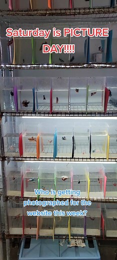 Photo day at Prism Bettas means several hours of photographing around 40-50 bettas for Monday's website update. #PrismBettas #bettashop #bettasofusa #betta