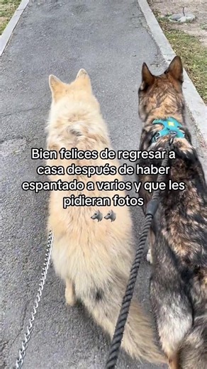 Lobo: Impone sin ser adorable