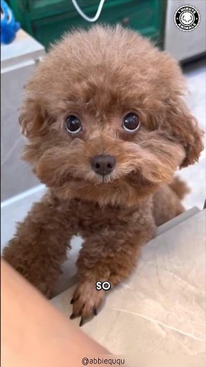 Poodle 🐩 What Makes Poodles Ideal for Beginners?