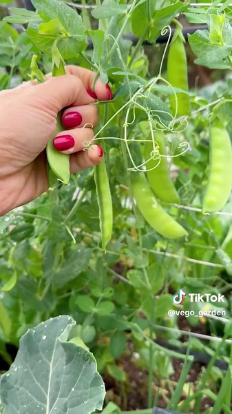 How I grow Snap Pea Successfully! . To Speed Up Seed Germination process: 🫛 1st Method: I use Hydrogen peroxide , it has High levels of oxygen that needed for sprouting seeds and peroxide is a simple way to provide the extra oxygen and it helps breaks down the seed coat and makes it easier for the seed to germinate. Also, Hydrogen Peroxide can helps kills any pathogen present on them. . I add 1 Teaspoon of Hydrogen peroxide with about 2 cups of water, soak about a couple hours ! . 🫛 2nd Method