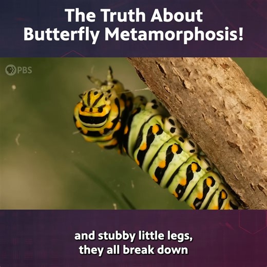 The Truth About Butterfly Metamorphosis (It's VERY WEIRD...) | Be Smart