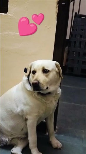 kal raste mein.....💗#cute#dog#natkhat#Gora#trending#song#short#video