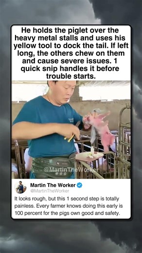 WHY FARMERS REMOVE PIG TAILS ON DAY 1