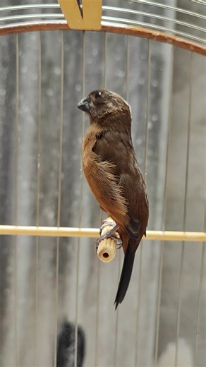 Canto de Curió Pardo: Aprecie a Canção do Pássaro