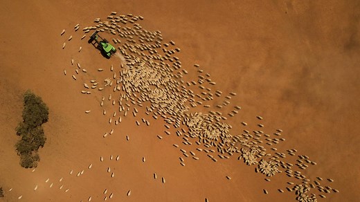 Australia's largest pastoral company AACo reports $100m loss