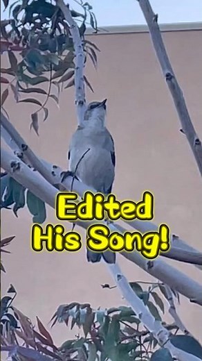 How many other calls can it make? #mockingbird #birdsounds