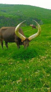 12 reactions | Rwanda : Ngabo_karegeya | PLATINI WOMELA | Facebook