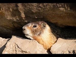 Rock Chuck Hunting Varmint Safari 3 When Pigs Fly