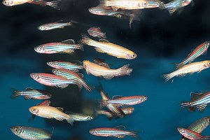 Are Zebra Danios Livebearers: Your Ultimate Guide