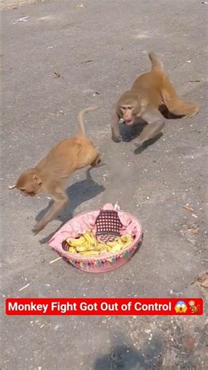 Monkey Fight Got Out of Control 😱🐒#shorts #viral #monkey #crazy #fight #anime #trending #shortsfeed