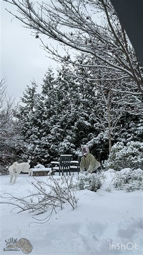 𝘋𝘰𝘨𝘴 𝘪𝘯 𝘵𝘩𝘦 𝘴𝘯𝘰𝘸 ☆ //#therian #furry #dog #antizoo #poodle #coyote