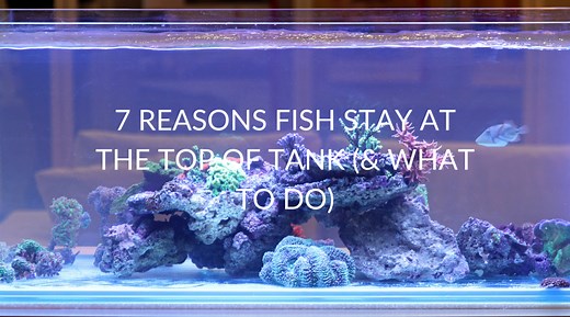 10 Reasons Fish Stay At The Top Of The Tank (& What To Do)