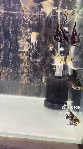 Exploring Varieties of Angel Fish for Aquariums