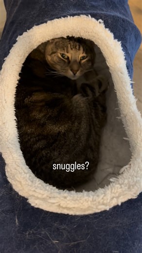 Fawn and Arya Cat | Our new morning routine 🥹 After breakfast, Fawn waits patiently in her tunnel and naps while cat dad cleans up. Usually then he’s off to... | Instagram