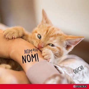 28K views · 231 reactions | This month on our PURINA BLOG - Has your kitten’s biting got out of hand? Here’s what to look out for, and how you can help your cat learn to play appropriately: https://goo.gl/y6qaNB | Purina New Zealand | Facebook