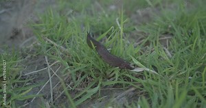 The Arion ater crawling on green grass in the garden. Close up of Black ater are pest to the plant and agriculture. Black slug with slowly movement and slime invertebrate