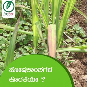 4.3K views · 80 reactions | ರೈತ ಭಾಂದವರೆ ನಿಮ್ಮ ಬೆಳೆ ನಿರ್ವಹಣೆಯ ಬಗ್ಗೆ...