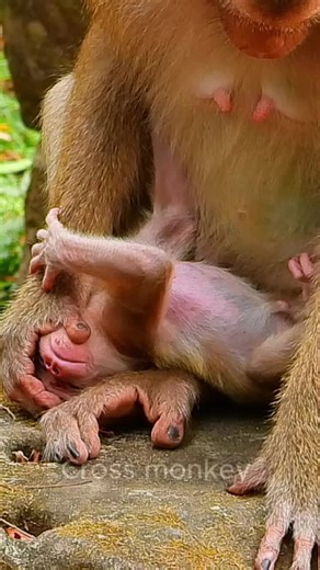 Mom Blocks Milk for Newborn Monkey: A Heartwarming Moment