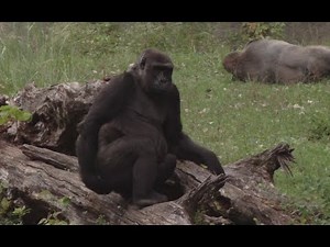 Gorilla Eats His Shit (Monkey shits in hand and eats it)