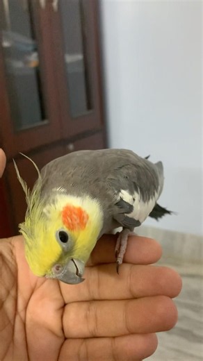 Cockatiel speech training || talking practice for the bird parakeet || Talking parrot #parakeet