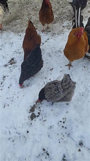 Just the girls enjoying some mice that were hanging out in their corn bin! #sweettreat #mice #chicken #chickensoftiktok #chickens