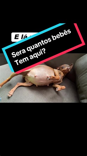 Descubra Quantos Bebês Pinscher Estão Aqui!