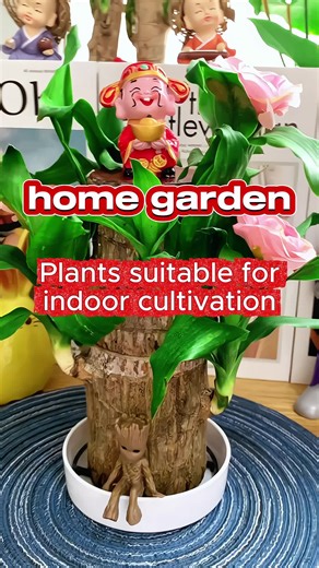 Benefits of Planting Brazilian Wood in Your Home