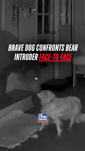 296K views · 3.3K reactions | BEAR SCARE: See the wild moment a bear wanders into a California home and comes face-to-face with the family’s 16-year-old dog, Doodle. The loyal pup stood his ground—and it was all caught on camera. The craziest part? The homeowner slept through the entire ordeal! | Fox News | Facebook