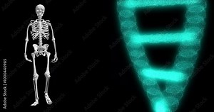 Anatomy, molecule or skeleton walking for dna, medical information or biology research with human body. Double helix structure, evolution gene or science on black background for 3d chemistry