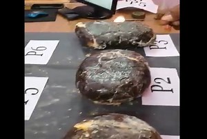 Sperm Whale Vomit Worth Rs 31.6 Crore Seized In Tamil Nadu Coast, Why Is It So Costly?