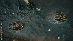 Green frog sits in a swamp close-up. Frog in the pool on floating aquatic plants, in water of different levels, close-up. Toads and frogs near the water in a pond on a spring day.