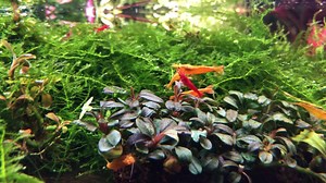 Sunday mini water fall ….! | YOKO JP Aquarium