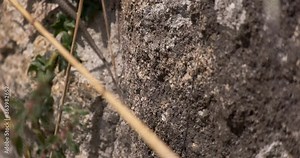 Iberian Wall Lizard (Podarcis hispanicus), walking along surface on old stone wall in rural Portugal, with grasses blowing in breeze.
