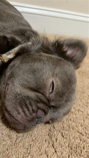 ⚠️BE CAREFUL WITH THIS BREED🐶 #puppy #frenchie #frenchbulldog #viralvideo #pets #cute #fyp #dog