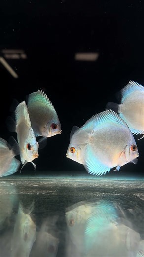 Blue Diamond Discus – The Shimmering Jewel of Aquariums! 💎🐟 #Shorts #LianaFish