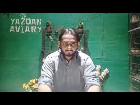 Basic Q/A About Budgies Breeding Yazdan Aviary