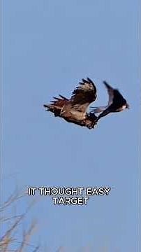 Peregrine falcon vs owl #animals #wildlife #fyp