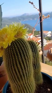 Real Plant Species on Reels