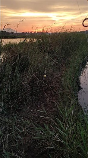 edian‼️gacor strike saat senja #fishing