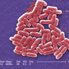 Escherichia coli - DocCheck Flexikon