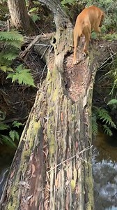 Lydia Rotary on Reels