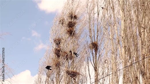 Rook crows fly in violent winds while their nests remain firmly resistant on bare trees. Dramatic wildlife scene highlighting nest strength, natural engineering and colony adaptation. For nature birds