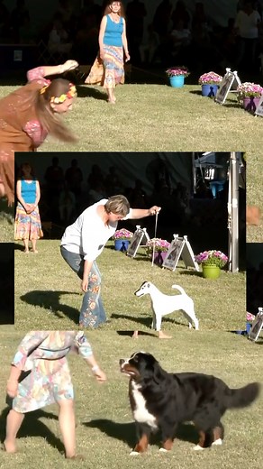 Get ready for grooviest dog show in the country! Stream Woofstock June 9th & 10th only on AKCtv. | AKCtv