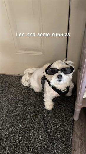 Jules Leo & Otis (@julessaviles)’s videos with original sound - 𝔦𝔯𝔬𝔫