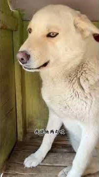 Dog Year Festivities Over: Dive into Our Exciting Demolition Project