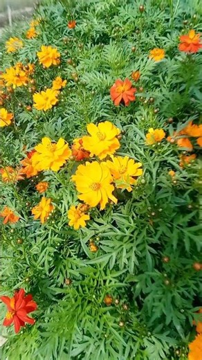 Different types of flowers