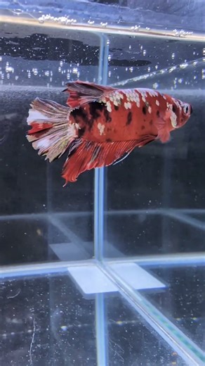 ベタ紹介動画 プラカットコイ♂【３５】#ランブルフィッシュ#rumble fish#ベタ販売店#ベタ#betta#小動物販売#フクロモモンガ#sugarglider#ハリネズミ#ハムスター