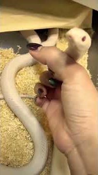 What is the most suitable pet snake for women?